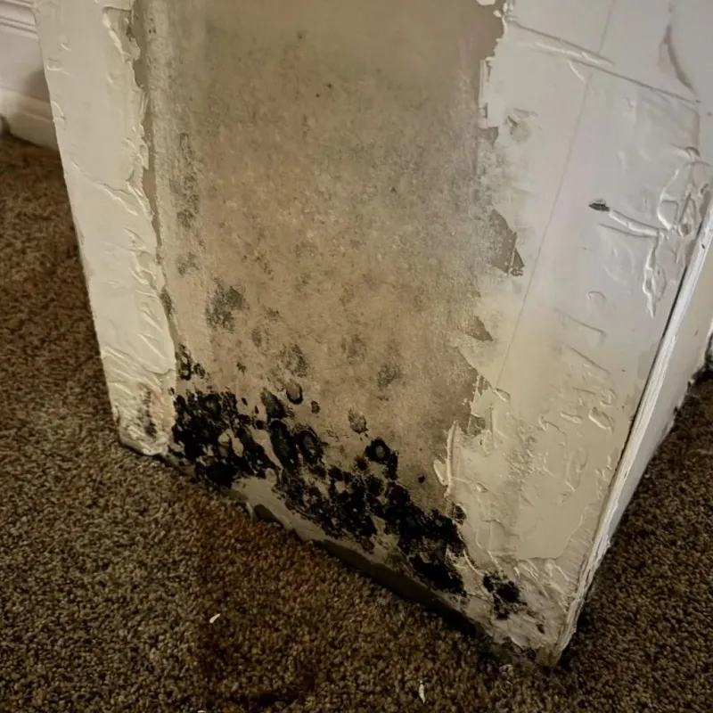 Professional Mold Removal in Rodeo, CA